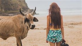 牛年到。（圖／翻攝自免費圖庫pexels）