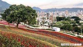 2020年北投社三層崎公園花毯，迷你富良野花海