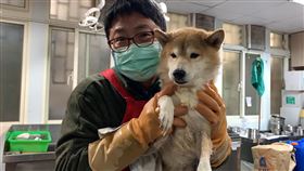 男子將2犬丟下樓　動保處陪伴倖存柴犬走出陰霾（新北市動保處提供）