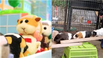 超Ｑ畫面曝光！網：天竺鼠車車是真的
