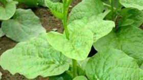 皇宮菜。(圖/翻攝自農委會網站)
