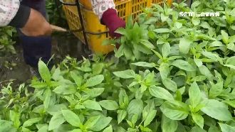 天冷葉菜類生長慢　九層塔飆漲餐飲苦