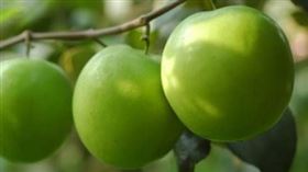 棗子。(圖/翻攝自農委會網站)