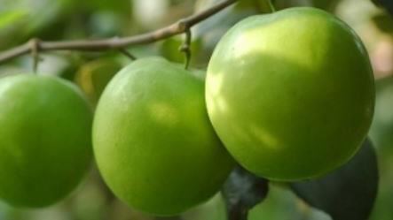 棗子富含維生素C，含量是蘋果的10至20倍。（圖／翻攝自農委會網站）