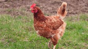 雞毛 未來肉 羽毛肉 。(示意圖)