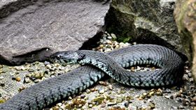 蛇（圖／翻攝自Pixabay）