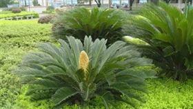 ▲深圳仙湖植物園蘇鐵園區。（圖／翻攝自深圳仙湖植物園官網）