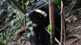 黑熊711，陷阱，竹林受困。(圖／東勢林管處提供)