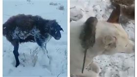 哈薩克,冬天,動物,凍死（圖／翻攝自@rupin1992推特）