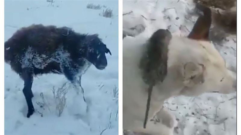 動物被「活活冰封」他近看卻滿頭問號