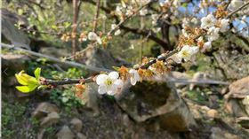 水里，賞梅，遊客，梅花雪，折枝。(圖／翻攝畫面)