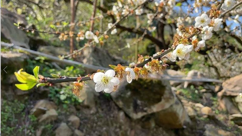 奧客搖樹弄「梅花雪」　梅農氣憤封園