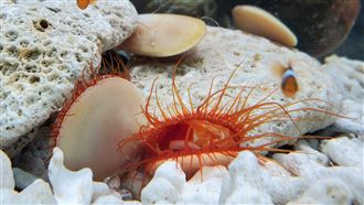 七彩色系海洋生物悠游繽紛海洋夢幻登