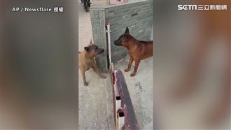 2狗隔鐵門叫囂　飼主幫開門秒靜音