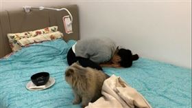 貓咪回頭一看，發現主人窩在床上哭泣。（圖／翻攝自Reddit討論區） 