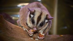 蜜袋鼯。（圖／翻攝自免費圖庫Pixaby）