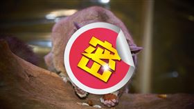 蜜袋鼯。（圖／翻攝自免費圖庫Pixaby）