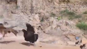 動物,母雞,老鷹,戰鬥（圖／翻攝自微博）