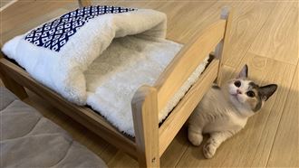 他做高級寢具給貓　起床一看卻好無奈