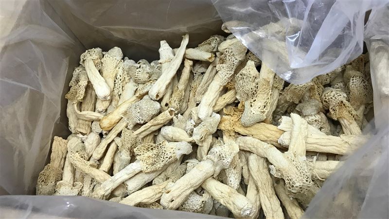 竹笙農藥殘留過量　連知名飯店也違規