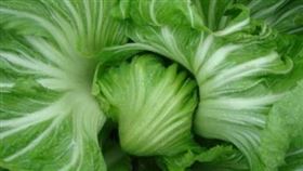 長年菜,芥菜,刈菜。(圖/翻攝自農委會網站)