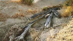 ▲敦煌陽關林場被毀的防沙林木。（圖／翻攝自中國綠發會研究室官網）