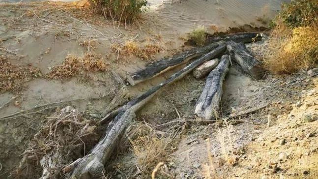 沙塵暴追兇　敦煌2萬株防沙林剃光頭
