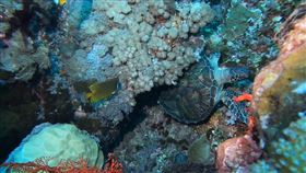 海底生物（圖／東管處提供）