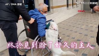 狗狗趴醫院門口　苦等七日盼主人回來