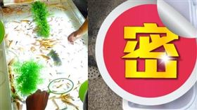 撈金魚。（圖／翻攝自維基百科）