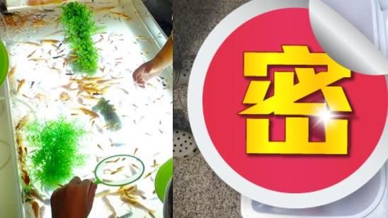 撈金魚一養40幾年！現況曝光驚呆網