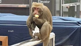 V台鐵猴逛街2400