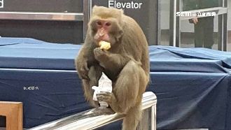 獼猴連日闖雙鐵　農業局設誘捕籠處理