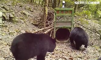 台灣黑熊頻現蹤　母熊帶小熊覓食影曝