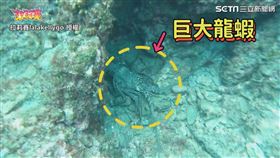 ▼▲撿拾海廢之餘意外遇到巨大龍蝦。（圖／拉莉賽lalakellygo 授權）