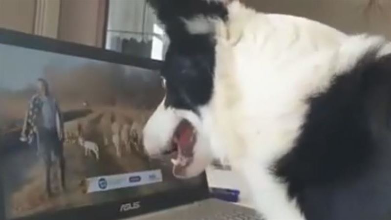 遠距離辦公？牧羊犬上班過程萬人笑翻