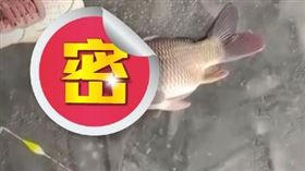 男子與朋友釣上一條鯉魚，發現竟有一隻蟾蜍緊緊抱著鯉魚不放。（圖／翻攝自《海客新聞》） 