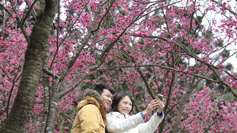 陽明山花季取消　民眾賞花將控管人流