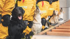 新竹市,搜救犬,地震,授階,（圖／新竹市消防局提供）