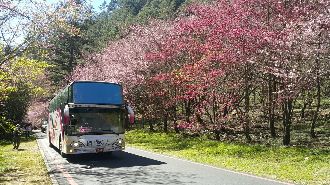 武陵賞櫻超夯　預售比去年同期增2成