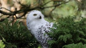 雪鴞,貓頭鷹  圖／Pixabay