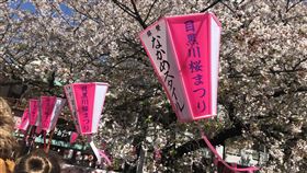 東京街頭的粉色櫻花瀑布