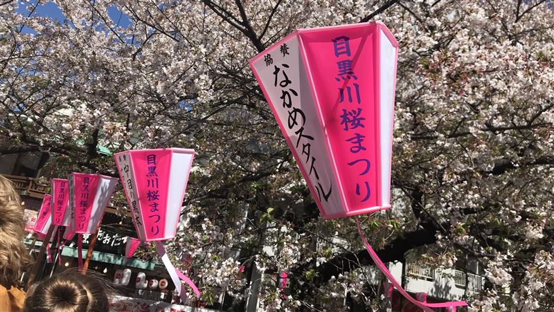 賞櫻秘境／東京街頭的粉色櫻花瀑布