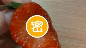 草莓,好市多,蟲,（圖／翻攝自臉書《Costco好市多 商品經驗老實說》）