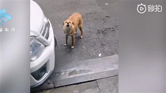 土狗結紮後門口不走　醫大驚：我錯了