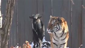 ▲老虎與山羊一起在動物園閒逛。（圖／翻攝自動物園推特）