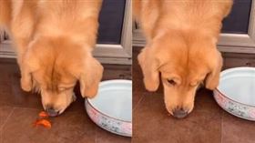 黃金獵犬「夏天」看見2隻金魚跳出魚缸，上前一口叼起牠們。（圖／翻攝自v526349684抖音）