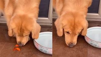 金毛一口吞下金魚！下秒舉動暖哭飼主