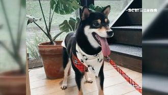 愛犬跑丟心急　飼主竟遭男求陪睡贖狗