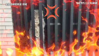 喵皇遭困門縫2小時　伸手求救超厭世